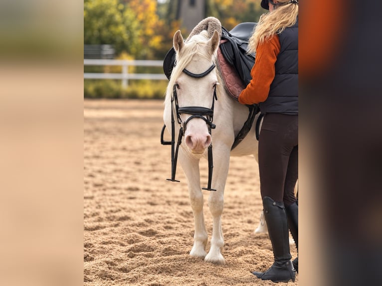 Appaloosa Mix Mare 6 years 13.2 hh Grey in Trebbin
