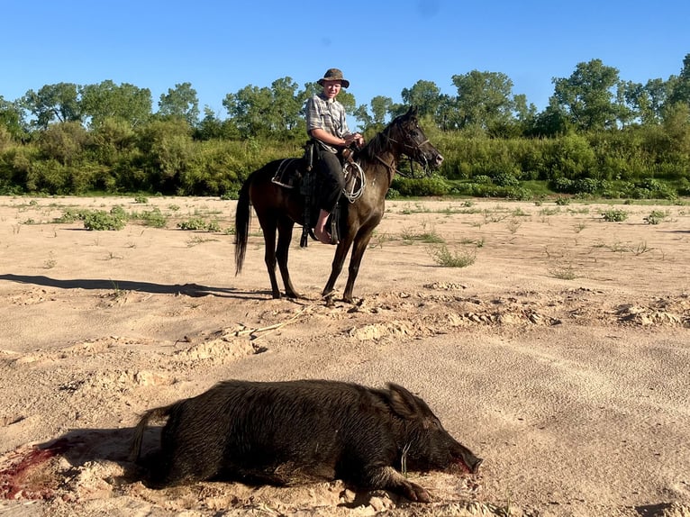 Appaloosa Mix Mare 6 years 13,2 hh Smoky-Black in Perkins