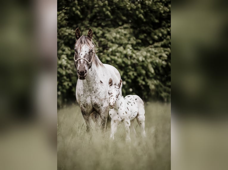 Appaloosa Mare 6 years 14.2 hh Black in Schüpfheim
