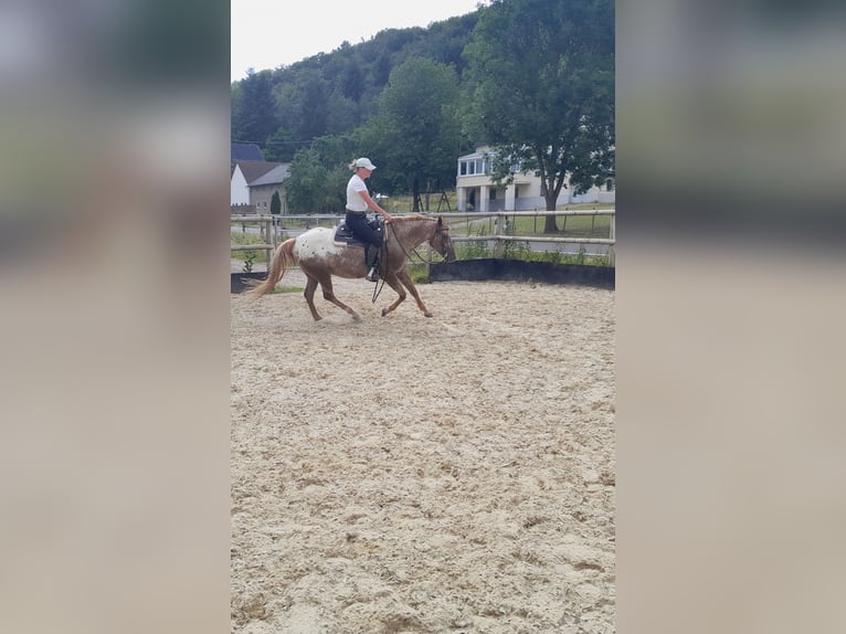 Appaloosa Mare 6 years 14.2 hh Chestnut-Red in Velbert