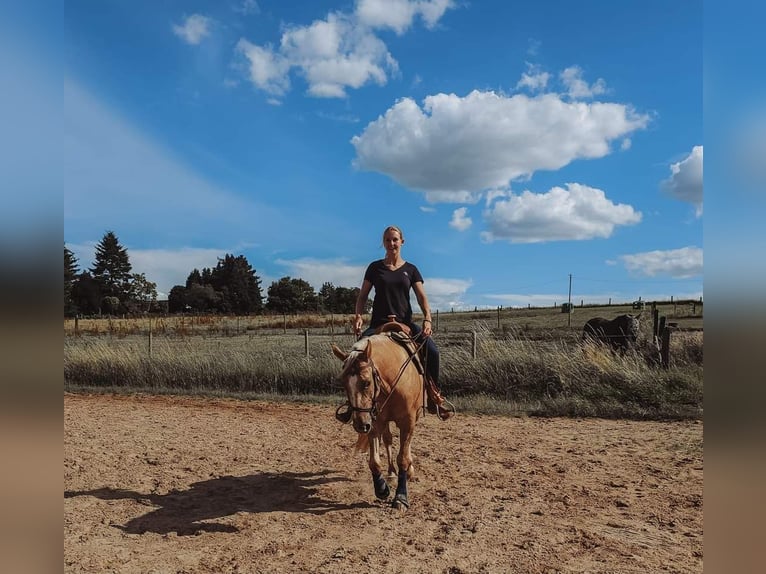 Appaloosa Mix Mare 6 years 14,2 hh Red Dun in Leverkusen