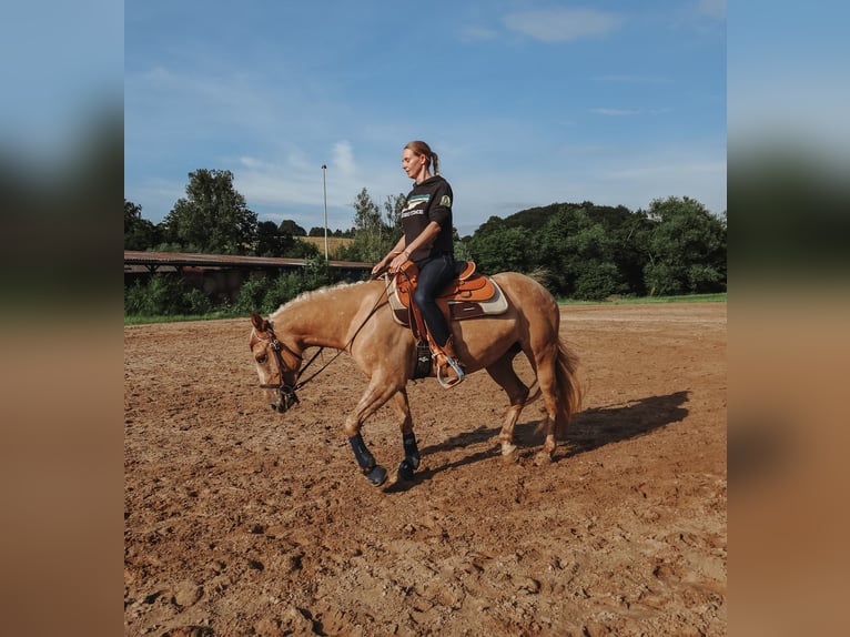 Appaloosa Mix Mare 6 years 14,2 hh Red Dun in Leverkusen