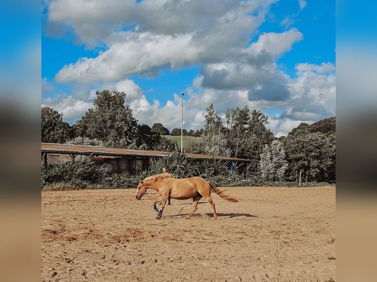 Appaloosa Mix Mare 6 years 14,2 hh Red Dun in Leverkusen