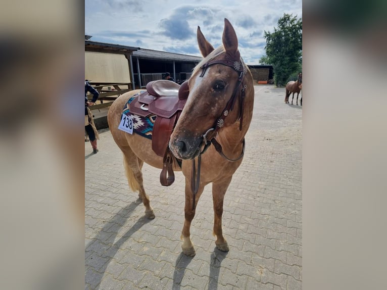 Appaloosa Mix Mare 6 years 14,2 hh Red Dun in Leverkusen