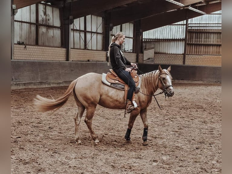 Appaloosa Mix Mare 6 years 14,2 hh Red Dun in Leverkusen