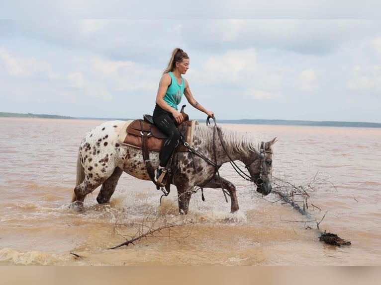 Appaloosa Mare 6 years 14,2 hh in Uvalde, TX