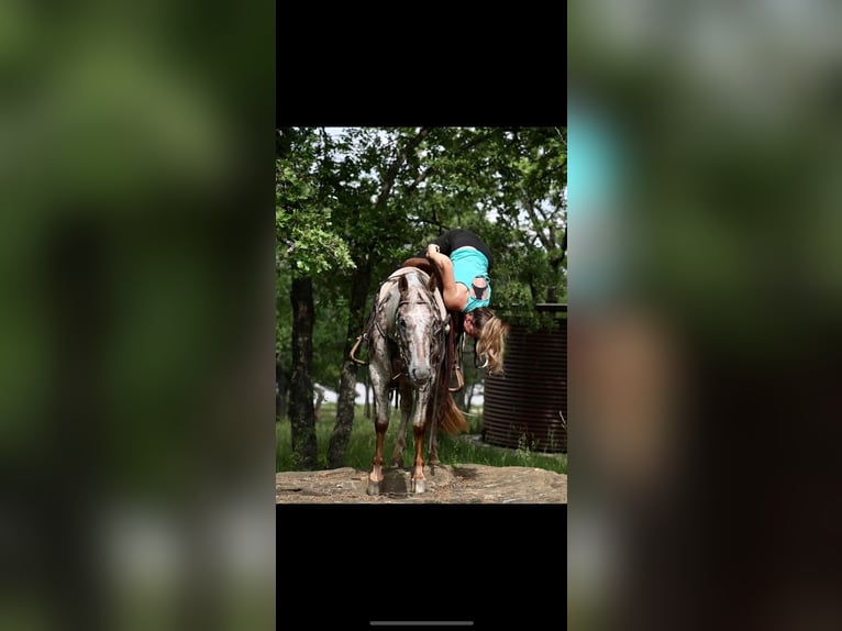 Appaloosa Mare 6 years 14,2 hh in Uvalde, TX