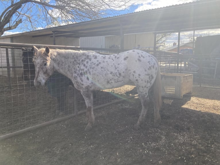 Appaloosa Mare 6 years 14,2 hh in Uvalde, TX