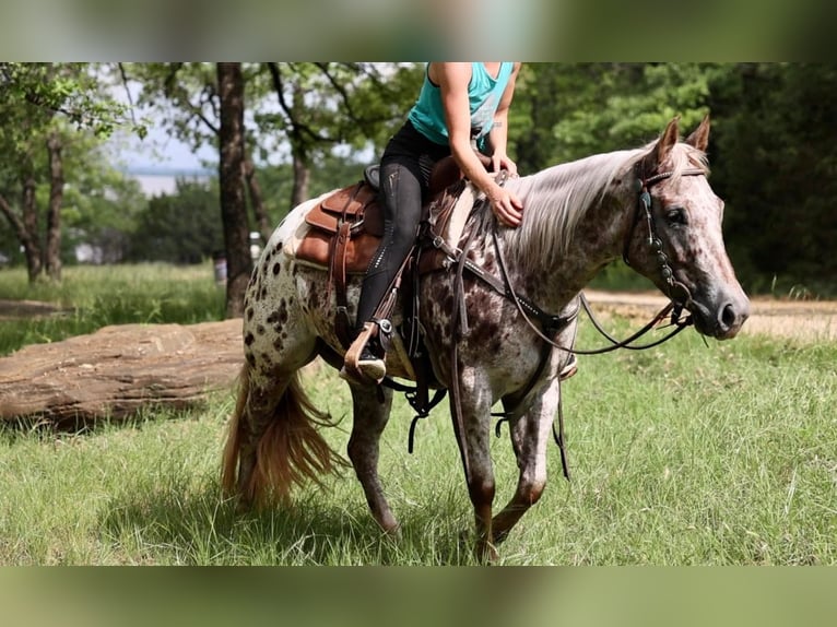 Appaloosa Mare 6 years 14,2 hh in Uvalde, TX