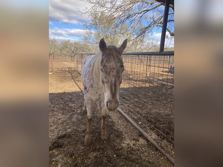 Appaloosa Mare 6 years 14,2 hh in Uvalde, TX