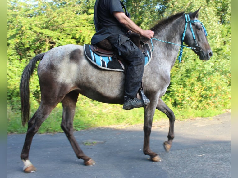 Appaloosa Mare 6 years 14,3 hh Roan-Blue in Gemmerich