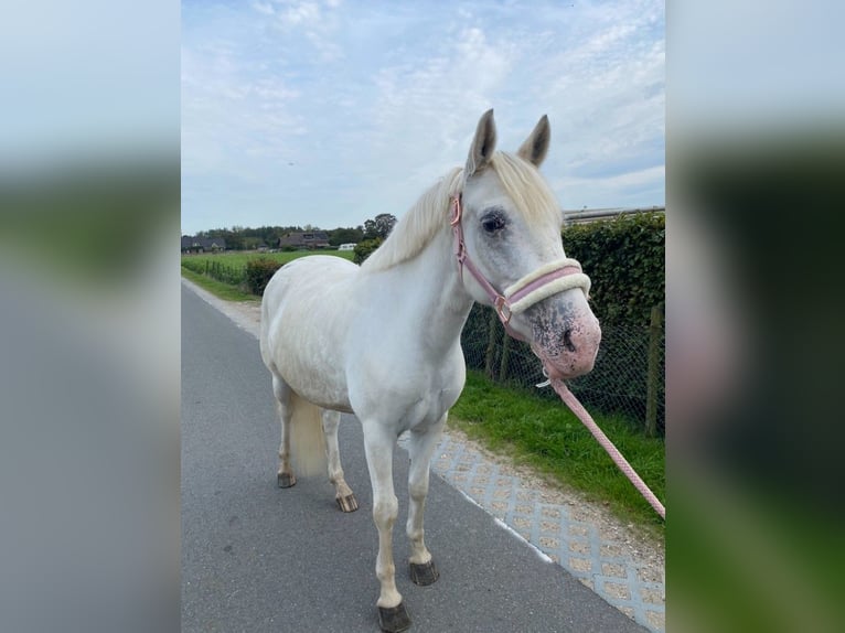 Appaloosa Mix Mare 6 years 14 hh Leopard-Piebald in Beverwijk