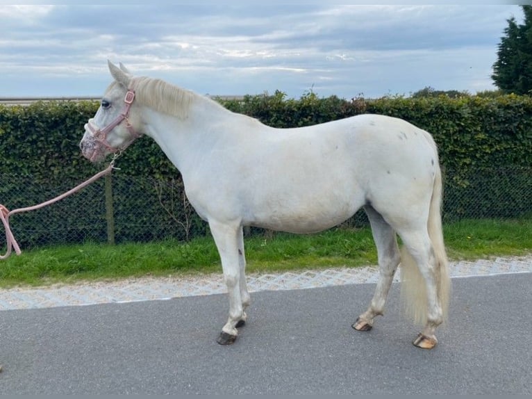 Appaloosa Mix Mare 6 years 14 hh Leopard-Piebald in Beverwijk