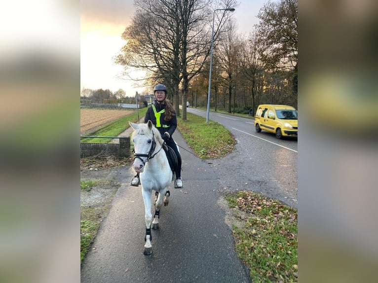 Appaloosa Mix Mare 6 years 14 hh Leopard-Piebald in Beverwijk