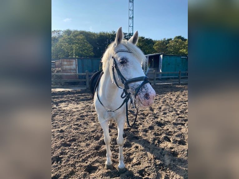 Appaloosa Mix Mare 6 years 14 hh Leopard-Piebald in Beverwijk