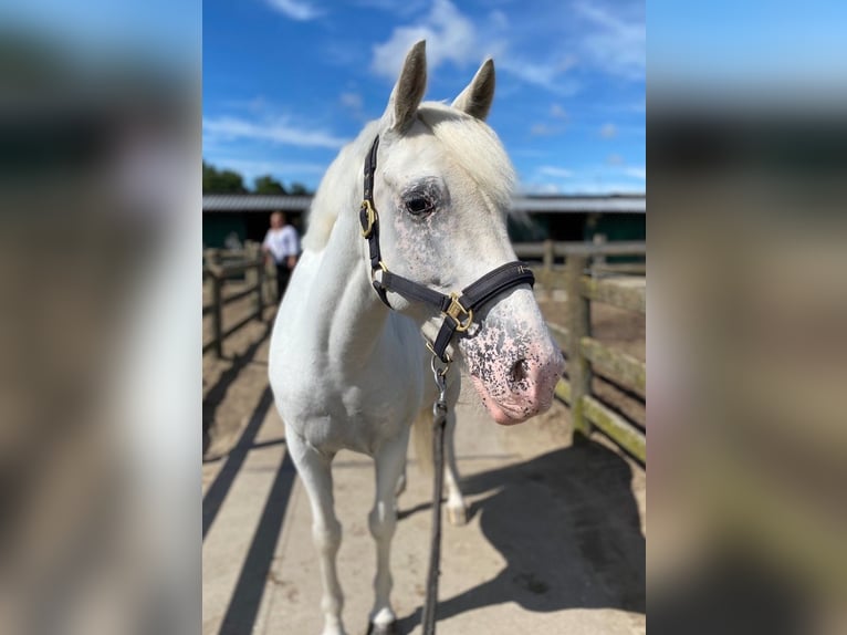 Appaloosa Mix Mare 6 years 14 hh Leopard-Piebald in Beverwijk