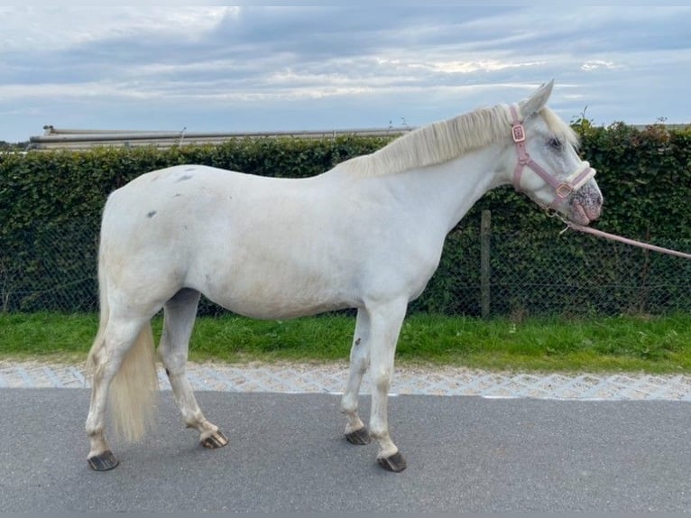 Appaloosa Mix Mare 6 years 14 hh Leopard-Piebald in Beverwijk