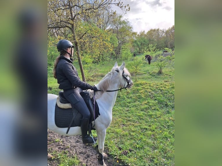 Appaloosa Mix Mare 6 years 14 hh Leopard-Piebald in Beverwijk