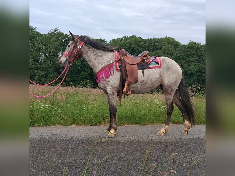 Appaloosa Mix Mare 6 years 14,1 hh Leopard-Piebald in Linkenbach
