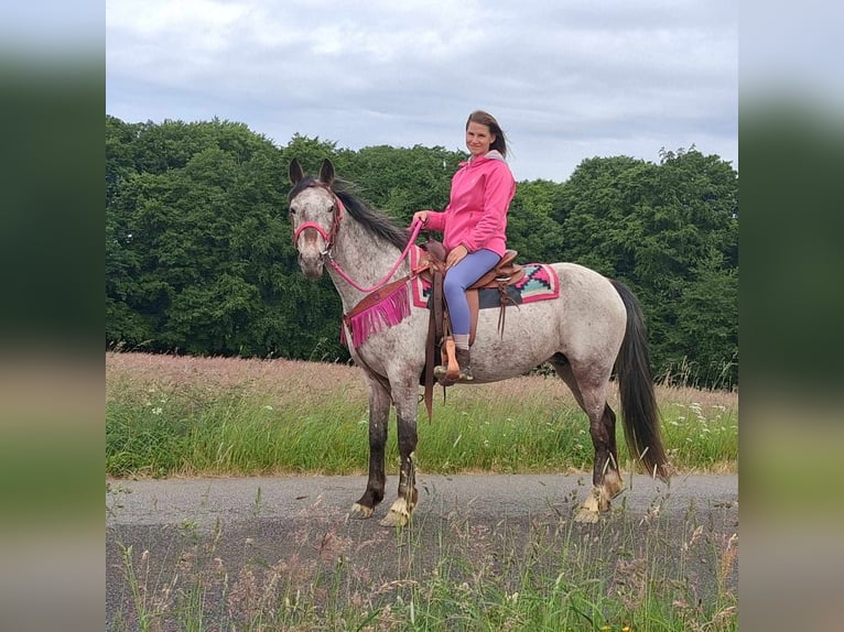 Appaloosa Mix Mare 6 years 14,1 hh Leopard-Piebald in Linkenbach