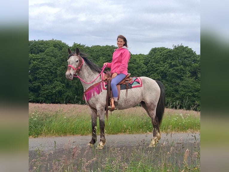 Appaloosa Mix Mare 6 years 14,1 hh Leopard-Piebald in Linkenbach