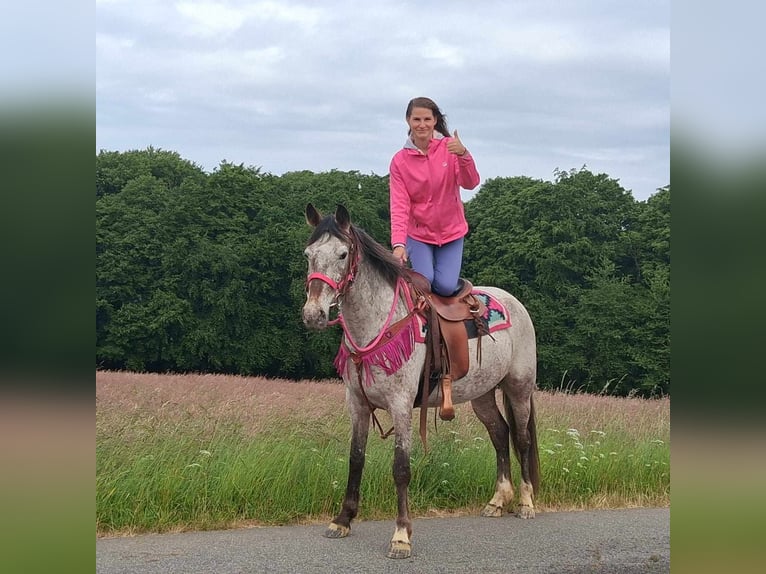 Appaloosa Mix Mare 6 years 14,1 hh Leopard-Piebald in Linkenbach