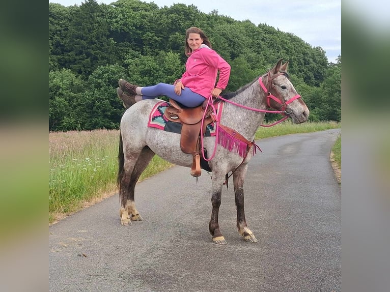 Appaloosa Mix Mare 6 years 14,1 hh Leopard-Piebald in Linkenbach