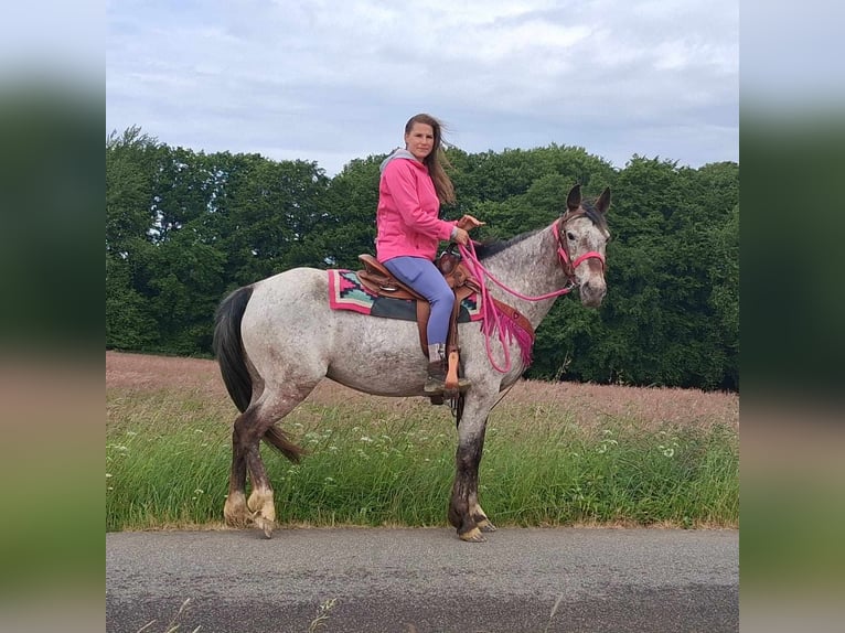 Appaloosa Mix Mare 6 years 14,1 hh Leopard-Piebald in Linkenbach