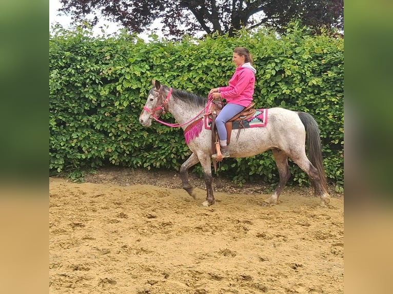 Appaloosa Mix Mare 6 years 14,1 hh Leopard-Piebald in Linkenbach