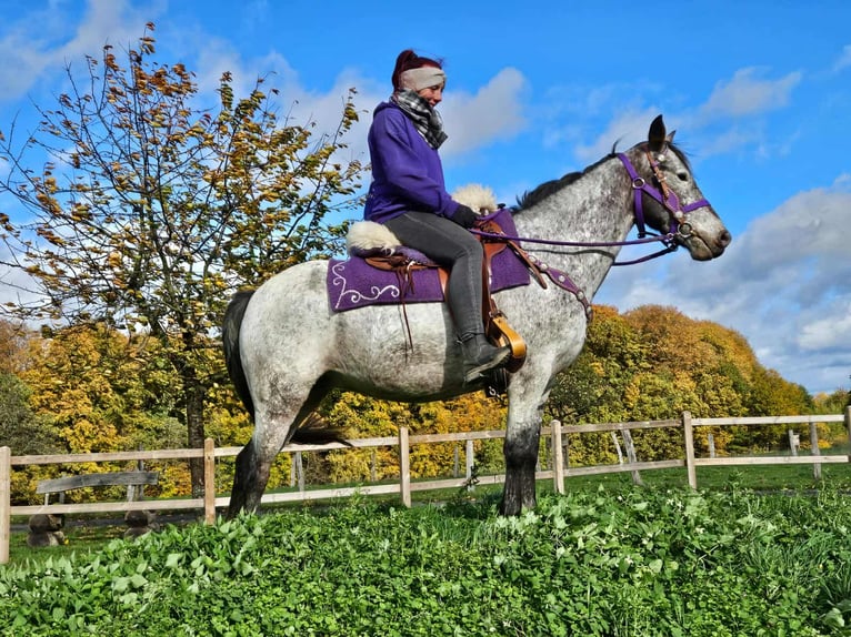 Appaloosa Mare 6 years 14,1 hh Leopard-Piebald in Linkenbach Appaloosa Mare 6 years 14,1 hh Leopard-Piebald in Linkenbach