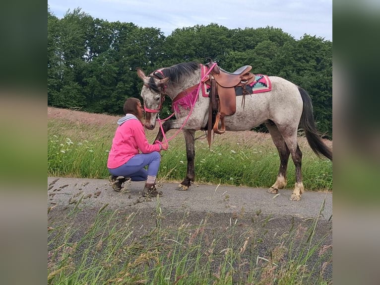 Appaloosa Mix Mare 6 years 14,1 hh Leopard-Piebald in Linkenbach