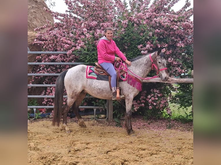 Appaloosa Mix Mare 6 years 14,1 hh Leopard-Piebald in Linkenbach