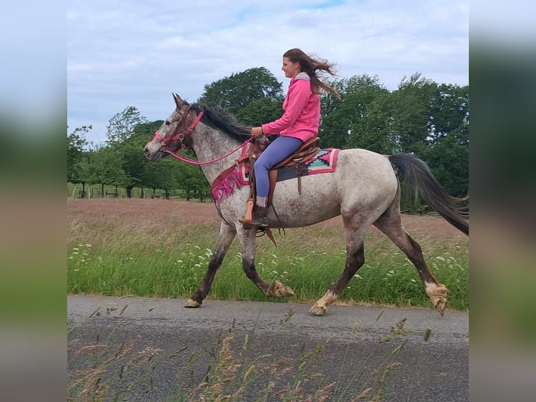 Appaloosa Mix Mare 6 years 14,1 hh Leopard-Piebald in Linkenbach