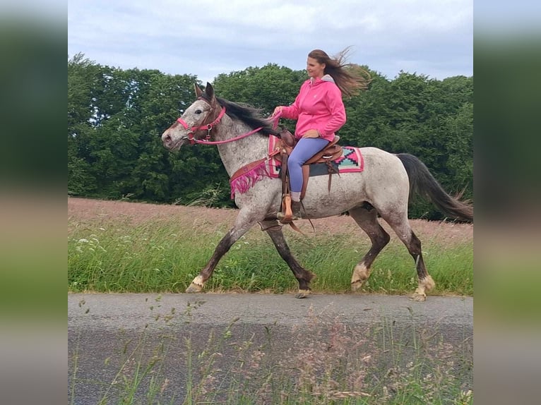 Appaloosa Mix Mare 6 years 14,1 hh Leopard-Piebald in Linkenbach