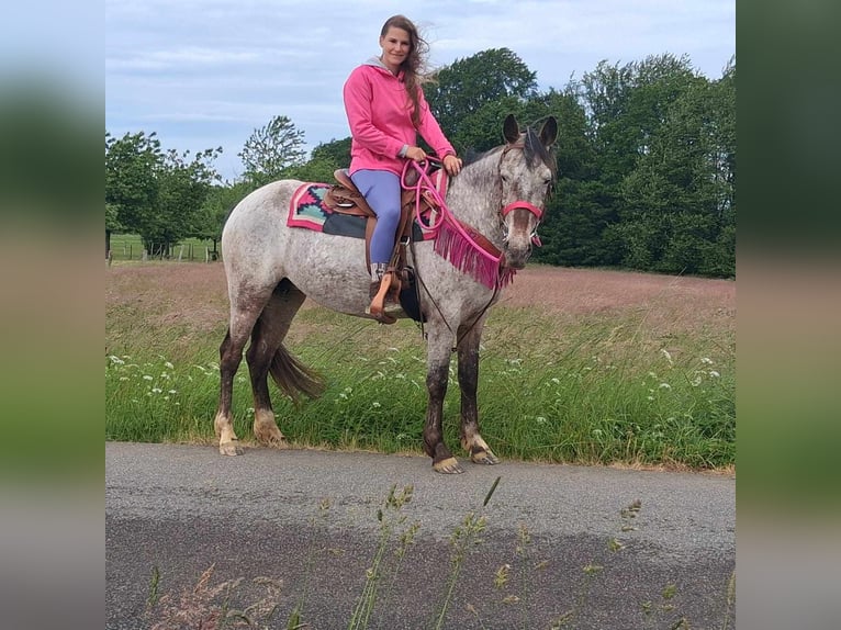 Appaloosa Mix Mare 6 years 14,1 hh Leopard-Piebald in Linkenbach