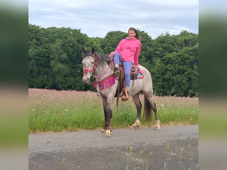 Appaloosa Mix Mare 6 years 14,1 hh Leopard-Piebald in Linkenbach
