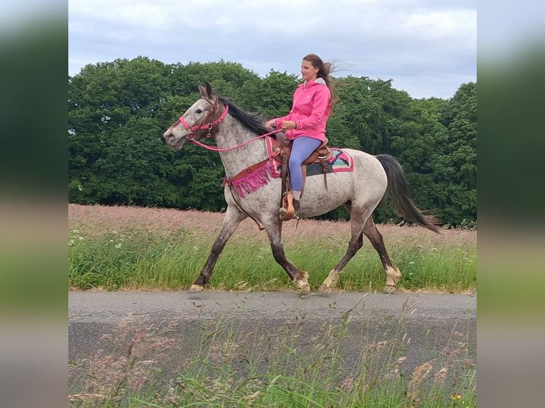 Appaloosa Mix Mare 6 years 14,1 hh Leopard-Piebald in Linkenbach