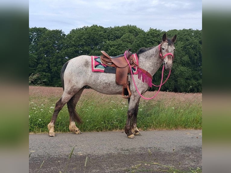 Appaloosa Mix Mare 6 years 14,1 hh Leopard-Piebald in Linkenbach