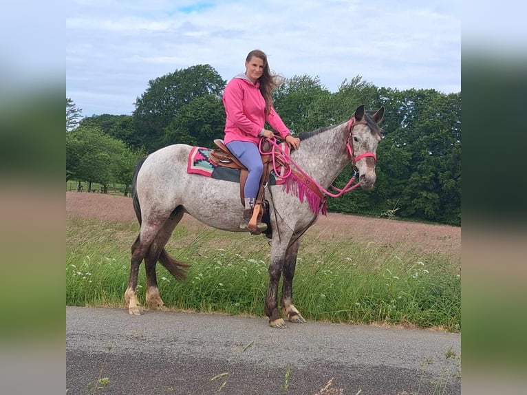 Appaloosa Mix Mare 6 years 14,1 hh Leopard-Piebald in Linkenbach