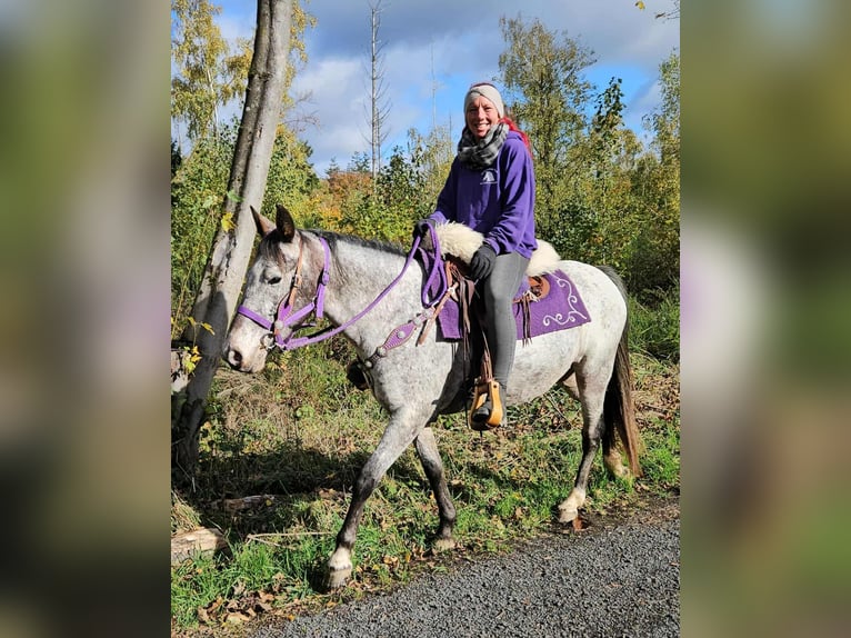 Appaloosa Mare 6 years 14,1 hh Leopard-Piebald in Linkenbach Appaloosa Mare 6 years 14,1 hh Leopard-Piebald in Linkenbach