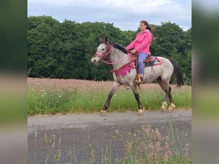 Appaloosa Mix Mare 6 years 14,1 hh Leopard-Piebald in Linkenbach