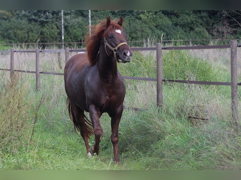Appaloosa Mare 6 years 14,2 hh Chestnut in Ratingen