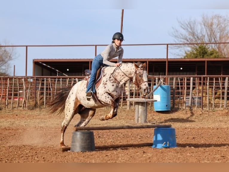 Appaloosa Mare 6 years 14,3 hh Chestnut in Perry