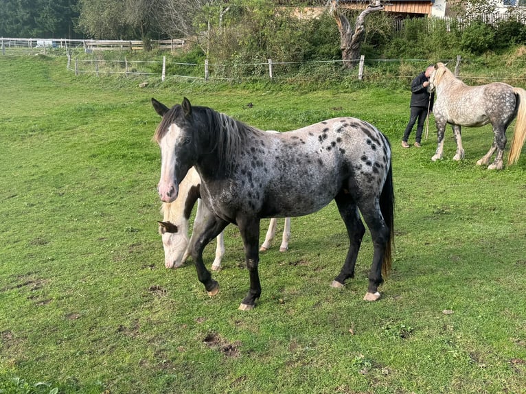 Appaloosa Mix Mare 6 years 14,3 hh Leopard-Piebald in Bad Waldsee