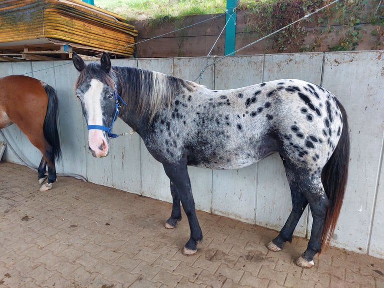 Appaloosa Mix Mare 6 years 14,3 hh Leopard-Piebald in Bad Waldsee