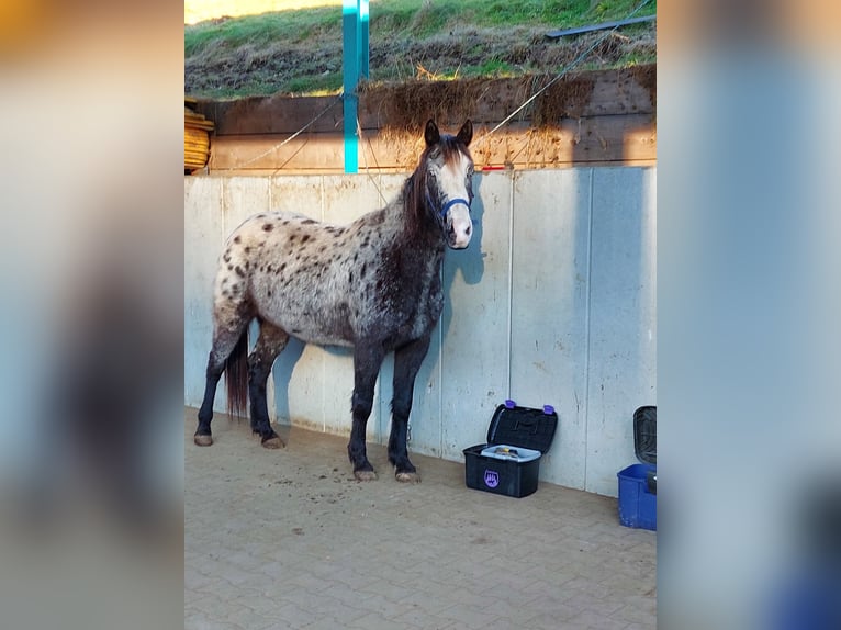 Appaloosa Mix Mare 6 years 14,3 hh Leopard-Piebald in Bad Waldsee