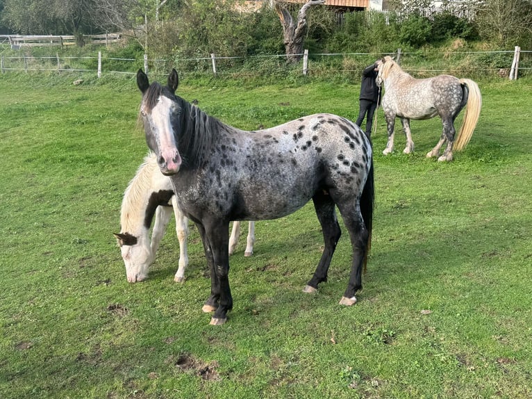 Appaloosa Mix Mare 6 years 14,3 hh Leopard-Piebald in Bad Waldsee