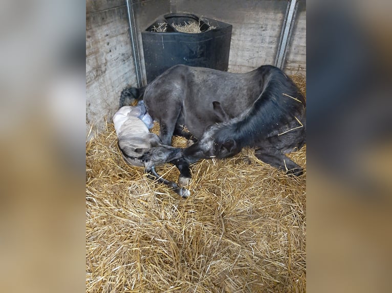 Appaloosa Mare 6 years 15,1 hh Black in Sint-Katelijne-Waver