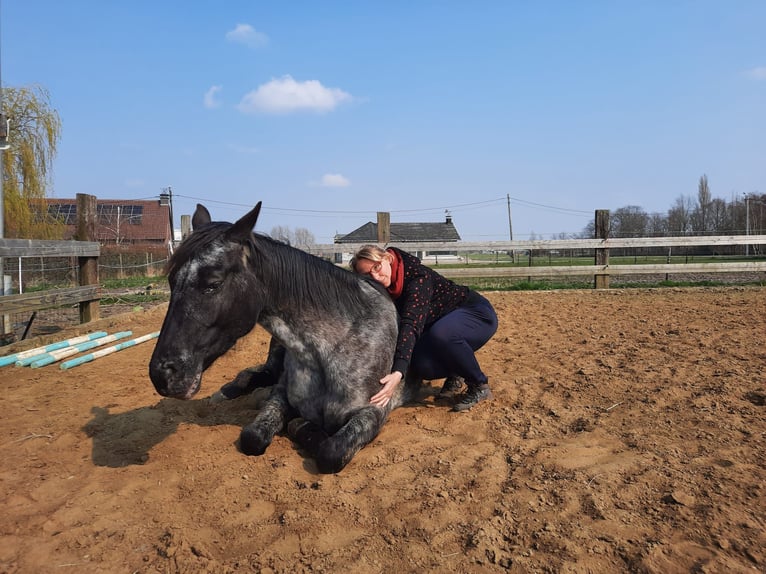 Appaloosa Mare 6 years 15,1 hh Black in Sint-Katelijne-Waver