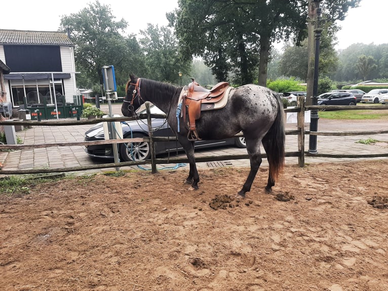 Appaloosa Mare 6 years 15,1 hh Black in Sint-Katelijne-Waver